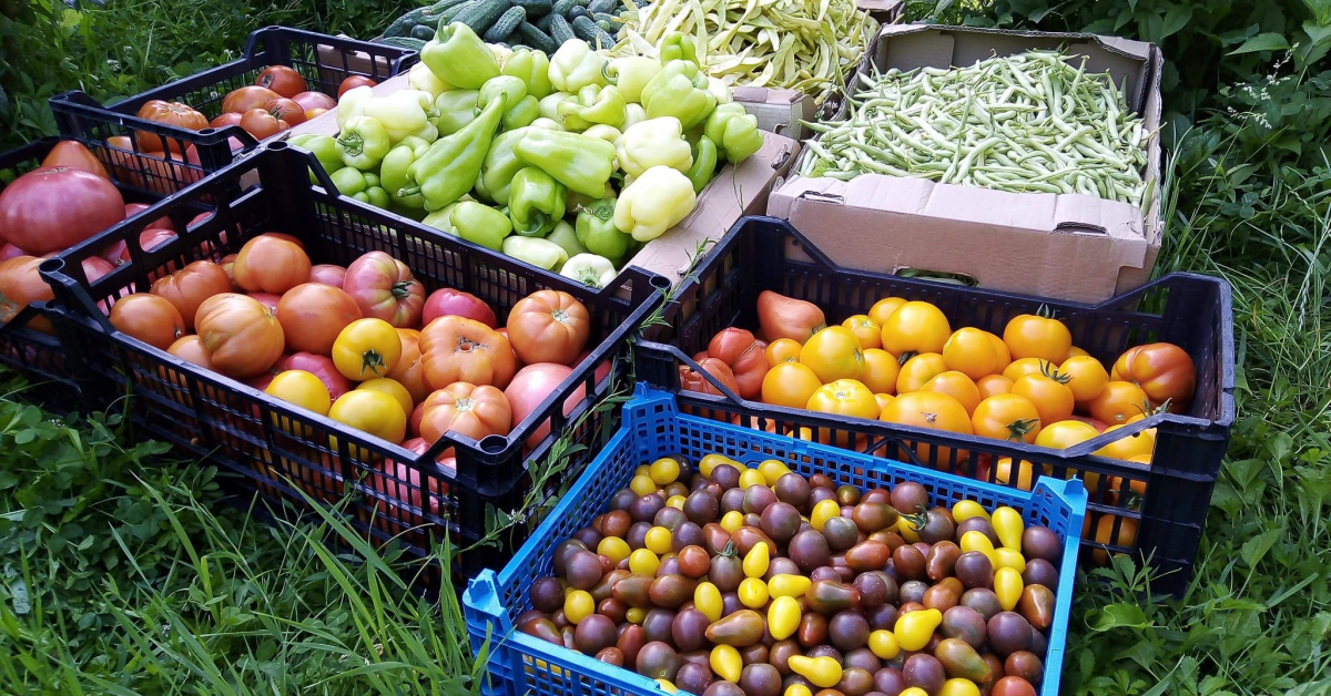 Băcănia cu Povești, despre trecerea agriculturii tradiționale din offline în online