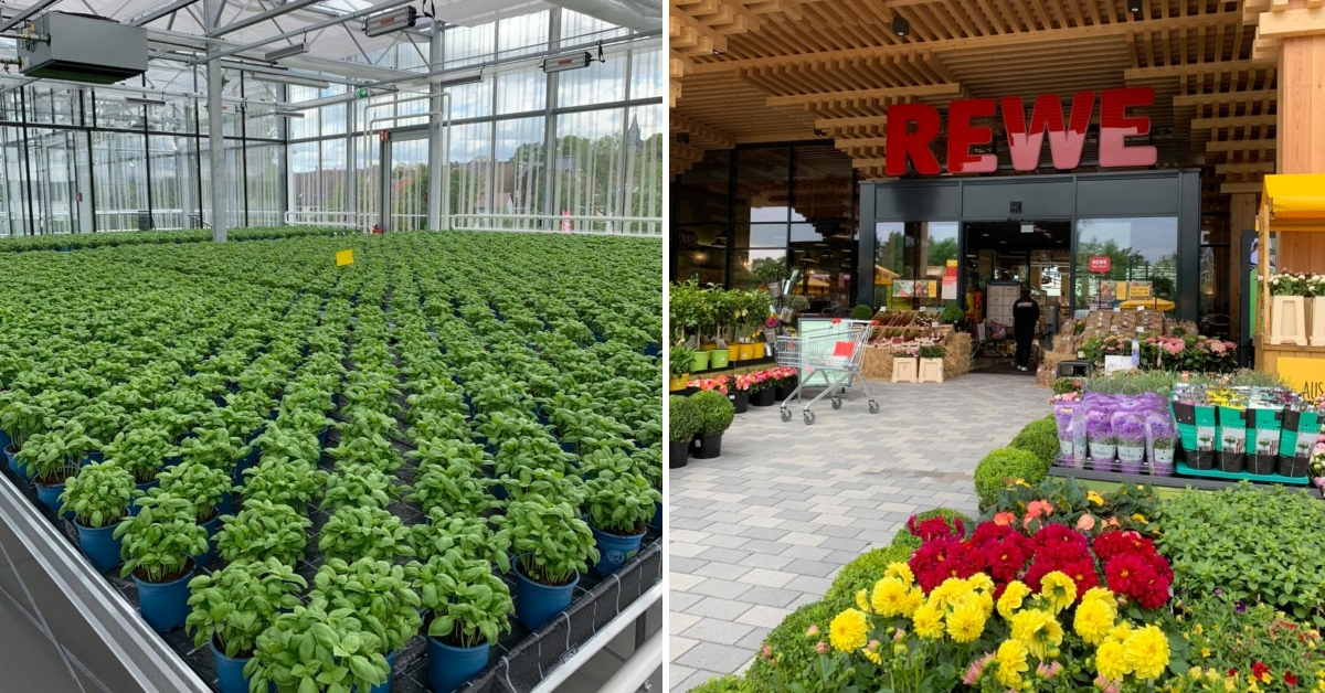Cum arată magazinul ecologic Rewe cu ierburi și pești crescuți pe acoperiș 