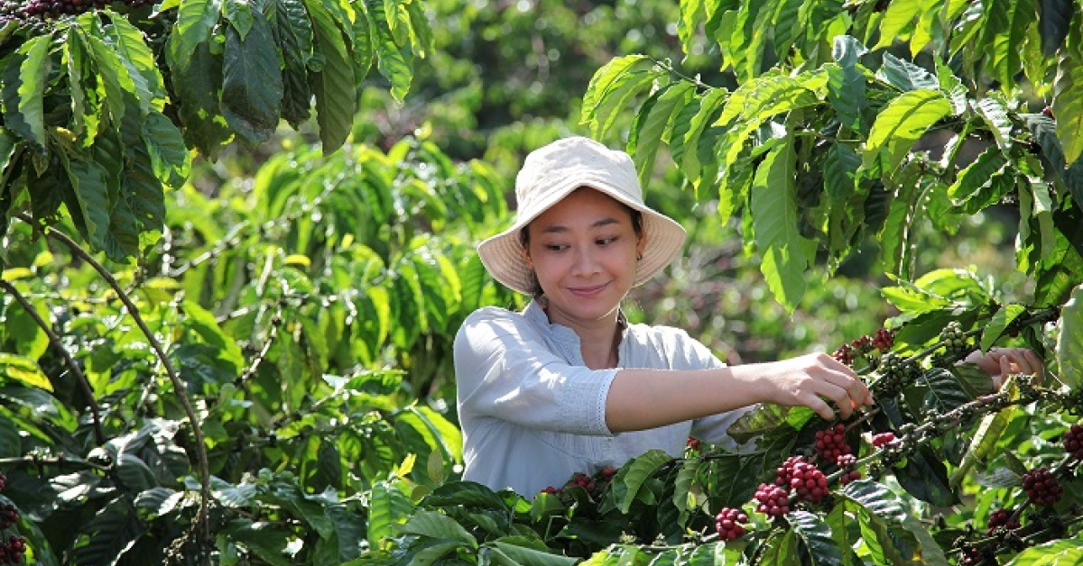 NESCAFÉ a lansat planul de extindere a producției de cafea în mod sustenabil, care presupune o investiție de peste 1 miliard de franci elvețieni