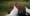 Un al doilea focar de gripă aviară a fost confirmat pe platforma zootehnică din Codlea