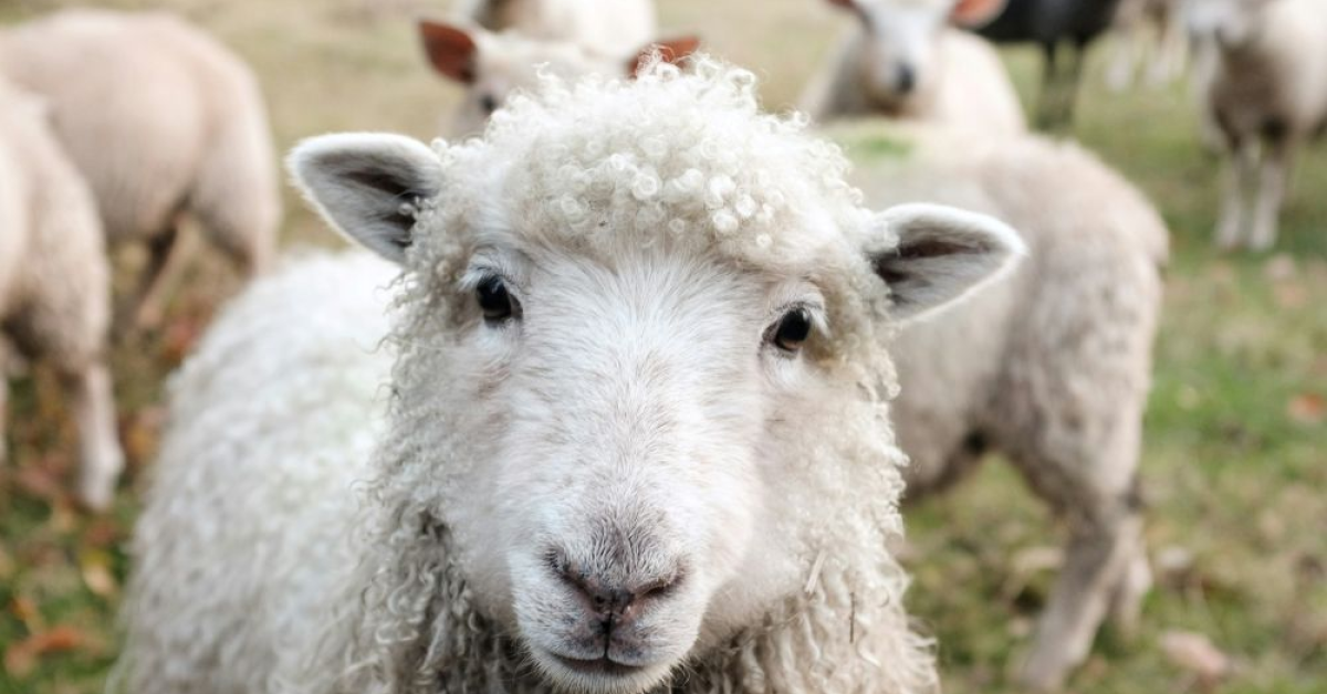 Guvernul solicită UE să permită exportul de ovine din fermele neafectate de Pesta Micilor Rumegătoare