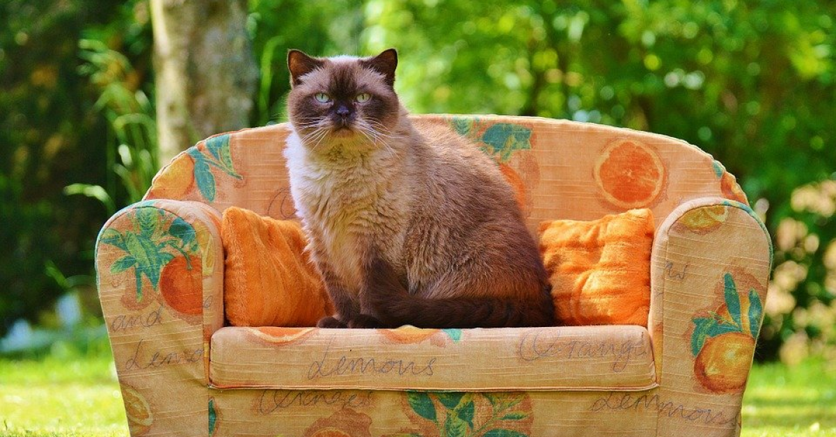 Afla de cate tipuri sunt disponibile canapelele