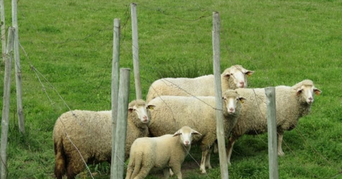 Cât costă carnea de miel cu o lună înainte de Paște 