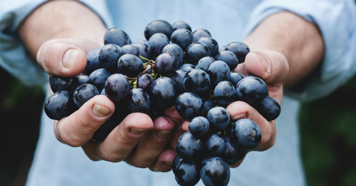 Secetă sau inundații? Care este principala teamă a producătorilor de vin și cum arată recolta pentru 2024