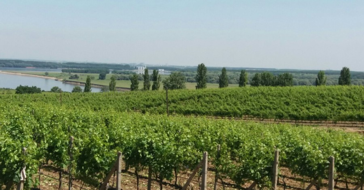 Domeniile Ostrov, vânzări cu 12% mai mari față de 2021. Ce vinuri a lansat producătorul în 2023